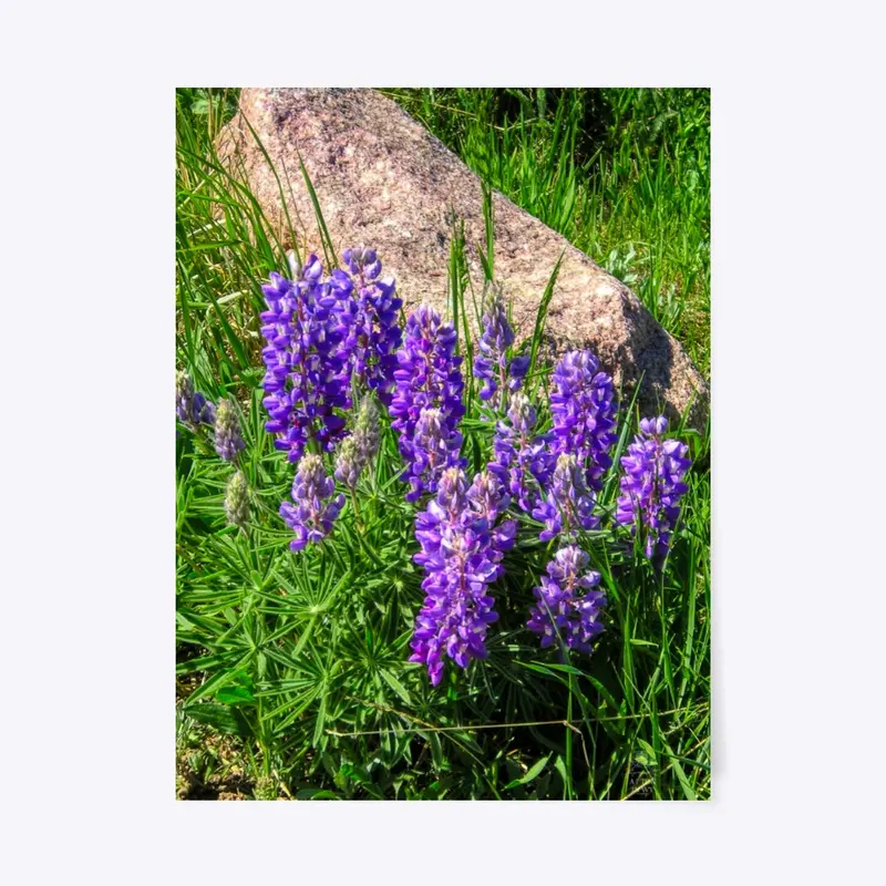 Lupine Blooms