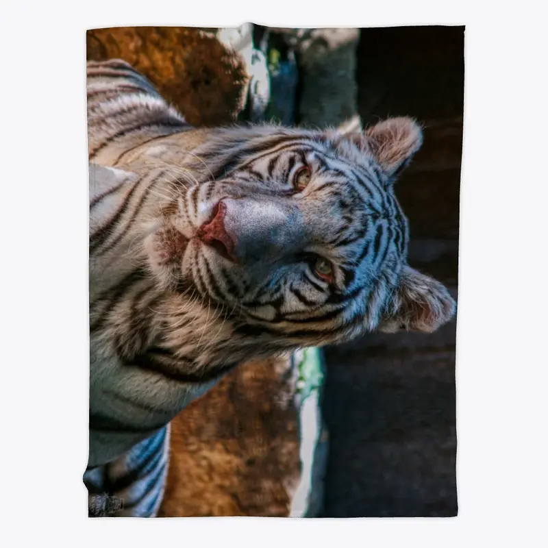 White tiger