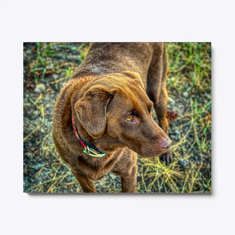 Chocolate Lab, golden hour