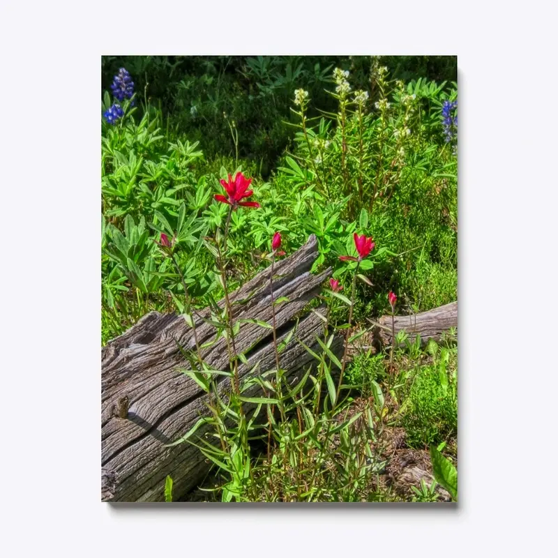 Indian Paintbrush