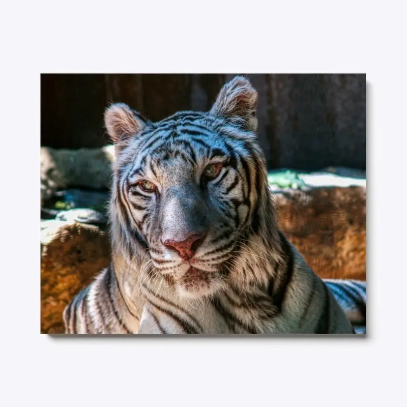 White tiger