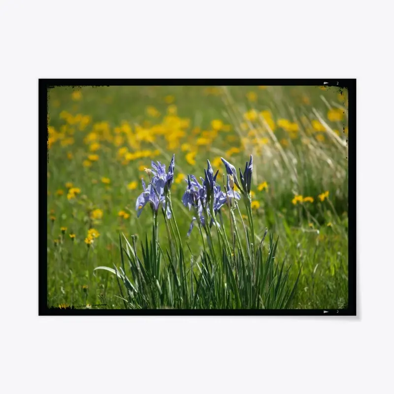 Wild Blue Iris